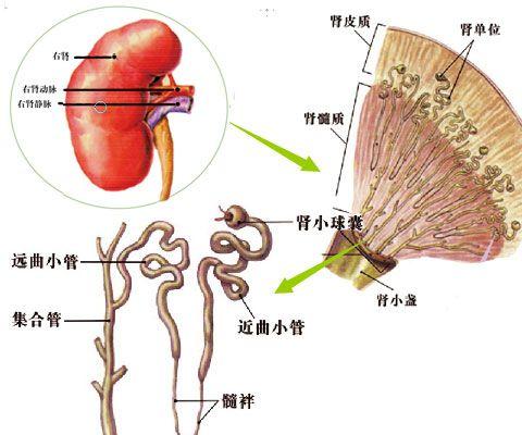 小儿迁延性肾小球肾炎