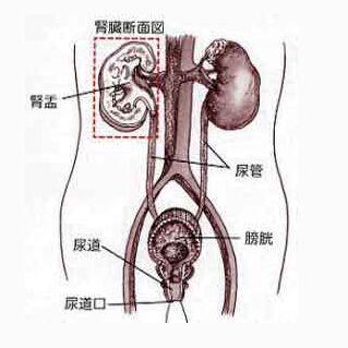 尿道综合征