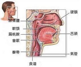 慢性蝶窦炎
