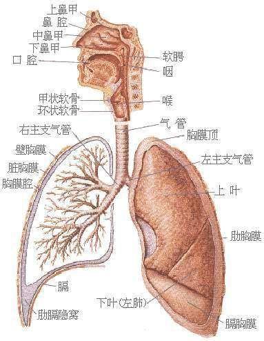 痰热咳嗽