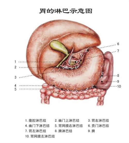 常见疾病 肿瘤科 子宫癌 胃恶性淋巴瘤可以吃相关图片