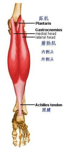 跟腱损伤