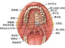 咽囊炎