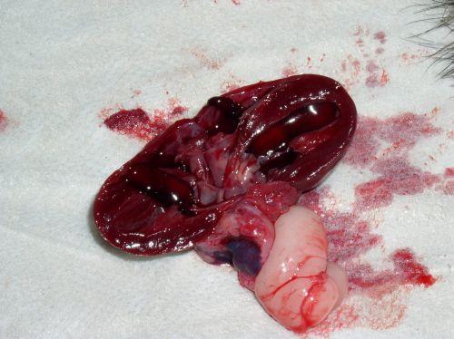 结缔组织性肠炎