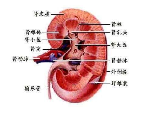 I型肾小管性酸中毒