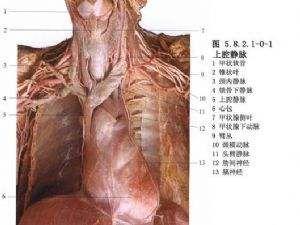 上腔静脉综合征