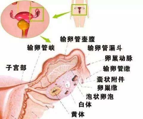 卵巢性不孕