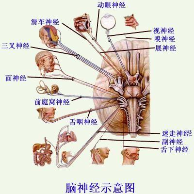 原发性癫痫