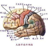 原发性癫痫