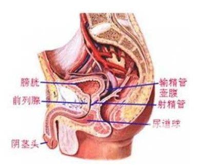 尿道结核