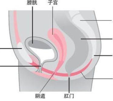 滴虫性外阴炎