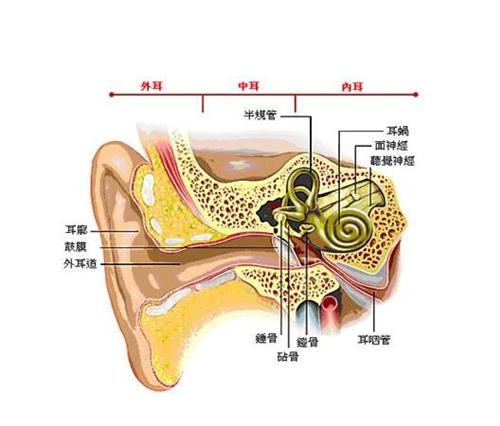 耳廓化脓性软骨膜炎