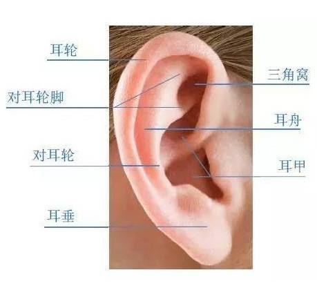 耳部整形