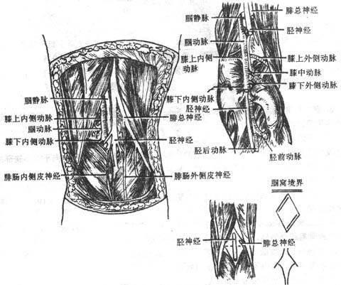 胫后神经损伤