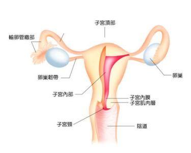 子宫性不孕