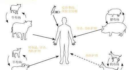 布鲁菌病