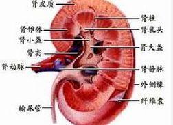老年人梗阻性肾病