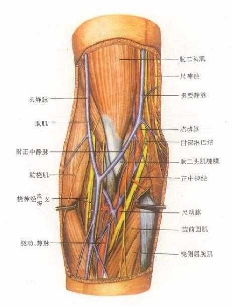 胸长神经卡压症