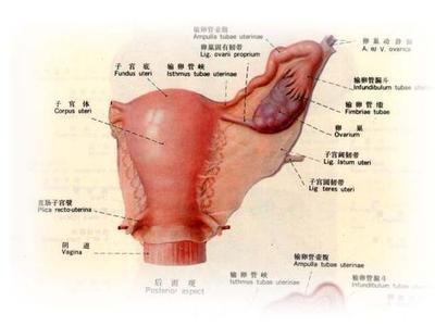 输卵管囊肿