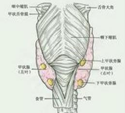 产后甲状腺炎
