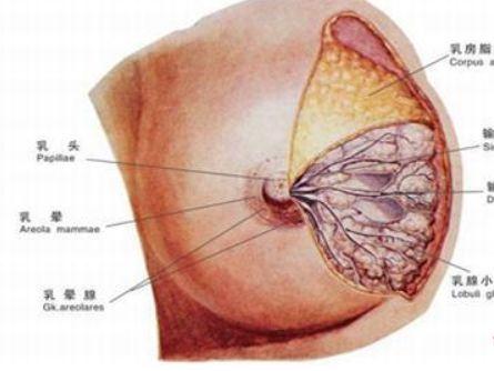 产褥期乳腺炎