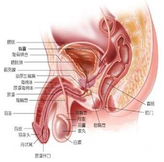 前列腺病