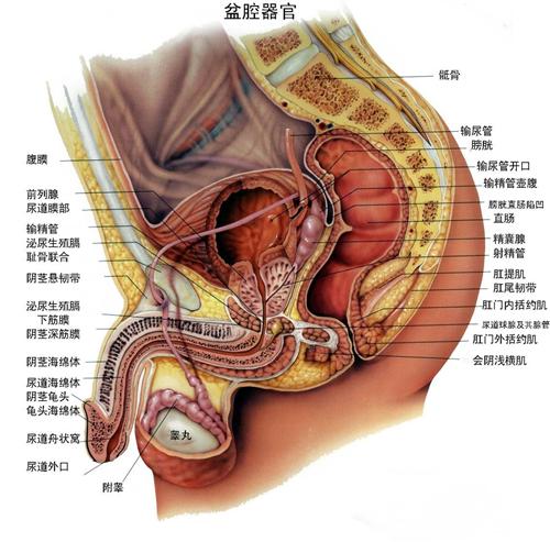 前列腺病