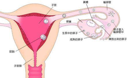 卵巢性闭经