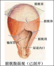女性膀胱颈梗阻