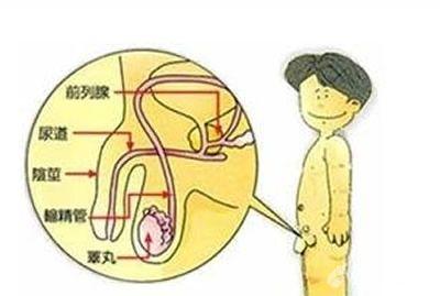 小儿隐睾
