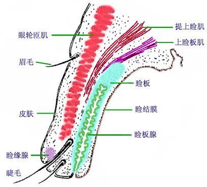 眼睑带状疱疹