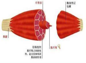 神经性肌强直