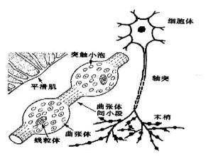 立毛反射减弱