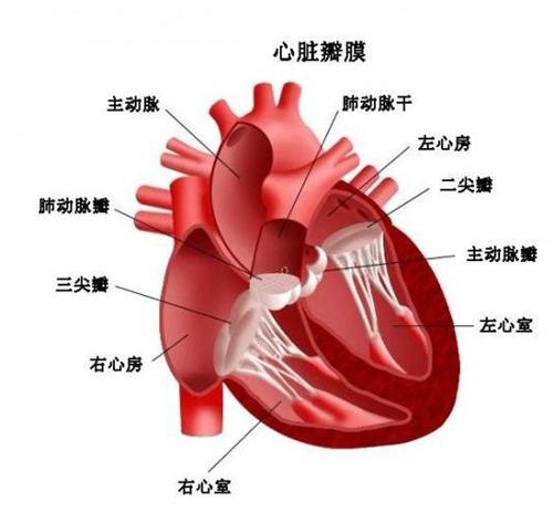 老年人肺心病