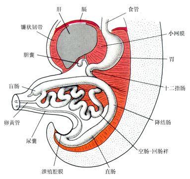 肠扭转