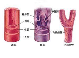 胸壁血管充盈