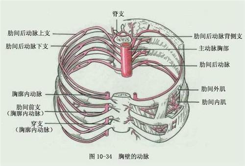 胸壁血管充盈