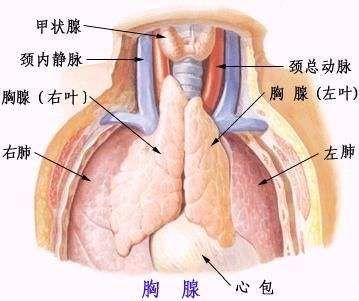 腺病毒肺炎