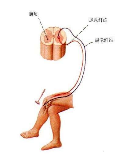 膝腱反射消失