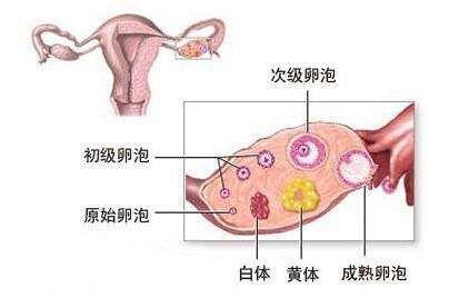 黄体功能不全性不孕