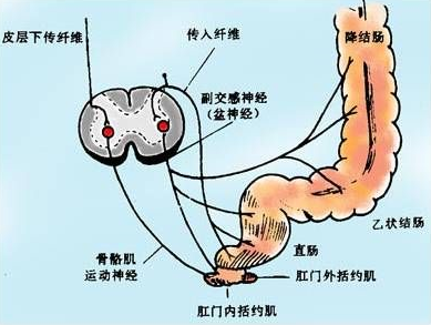 淋菌性肛门直肠炎
