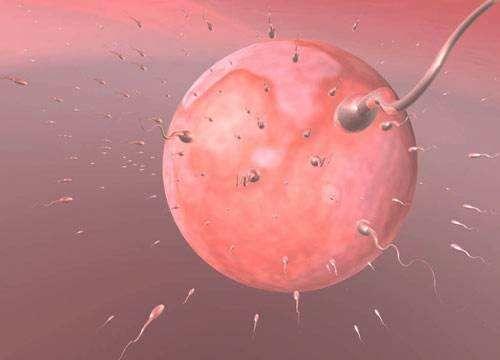 精子存活率低