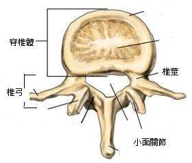 腰椎退化
