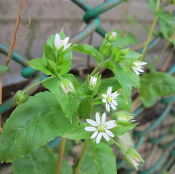 药材说明【药材名称:壮筋草【别名:假花生,马料梢,死百活,山佛豆