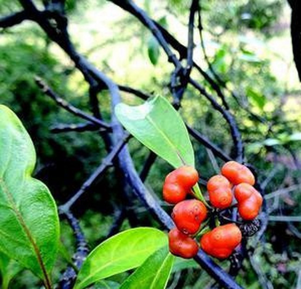 治关节肿痛,肾虚腰痛.①《广西药植名录》:"根:祛风湿,消肿,去毒.