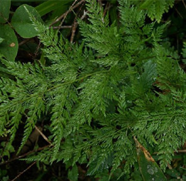 小叶金花草