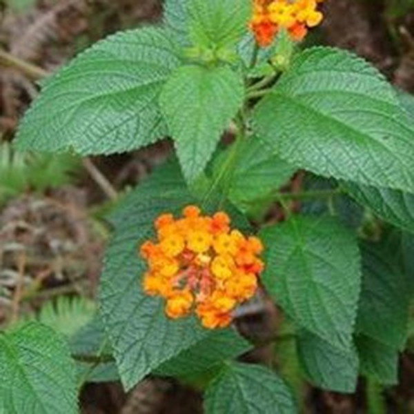 狗屎花根,狗屎花根怎么配剂,狗屎花根怎么吃-中药药材