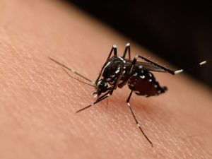夏天蚊子 竟会传播艾滋病？