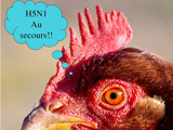近年�肀��l的禽流感疫情