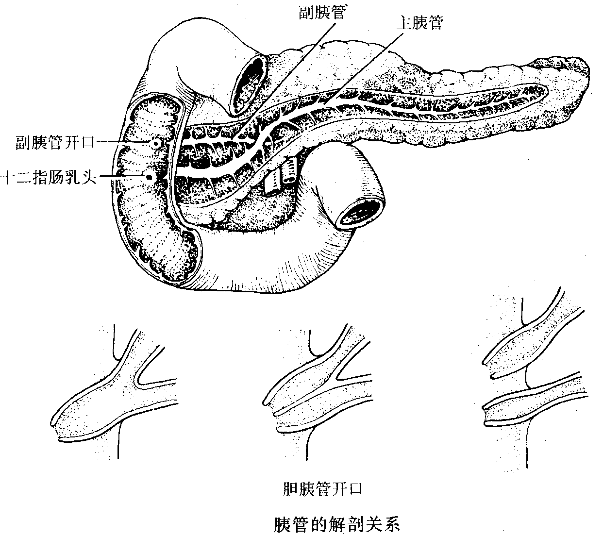 胰腺素描图图片